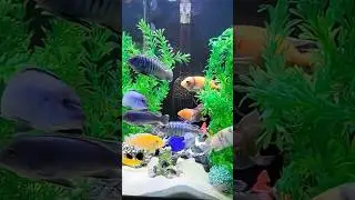 Beautiful Imported Cichlid Tank😍#shorts