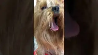 Как тигра делает)