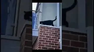 Кошечки