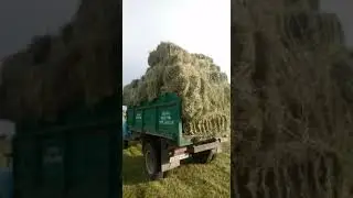 ГАЗ 53 везëт сено