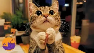 Cat Relaxation Music - INSTANTLY Soothing Lullaby for Anxious Cats