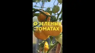 Зеленые томаты: почему в следующем сезоне мне будет достаточно только одного сорта