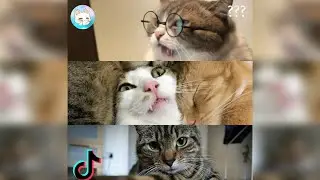 Cats from TikTok or How not to laugh🤣 Angry and funny pets🐶😸