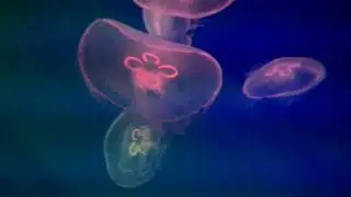 Сцифомедузы