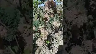 Боголон узуми