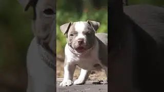 МОЖНО СПРОСИТЬ!  #americanbully