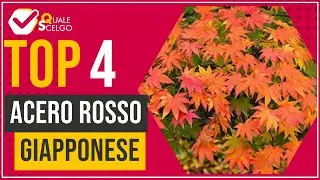 Acero rosso giapponese - Top 4 - (QualeScelgo)