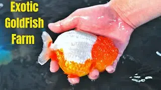 SECRET GOLDFISH FARM IN SINGAPORE | NK Farm Singapore