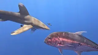 Акула в Красном море. Египет