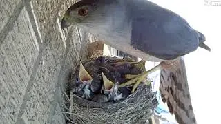I'm not your mother
