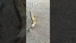 Щука