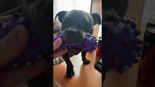 American bully / good morning