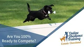 Are You Ready to Compete in Competition Obedience?
