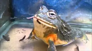 RANA TORO (Pyxicephalus adspersus)