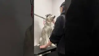 Груминг хаски /Grooming husky 