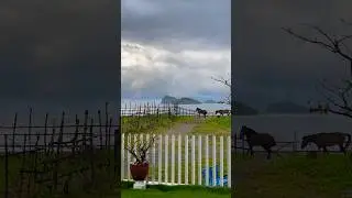 Our Beachside Horse Stables