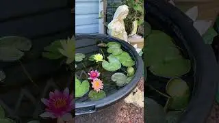 Нимфеи Ванвиза, Атракцион, Джо Томасик🌼🌿🌸🌿🌺🌿