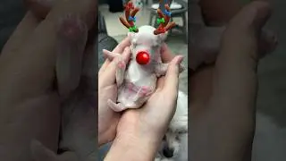 Новогодний новорожденный щенок и его мама