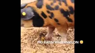 Vlog #1