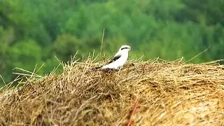 Серый Сорокопут / Great Grey Shrike