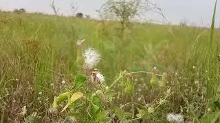 Video Background Bunga Di Padang Rumput || Free Footage Video || No Copyright ||