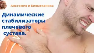 Динамические стабилизаторы плечевого сустава. Мышцы стабилизаторы плеча.