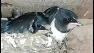 Большая семья ласточек гостит у большого семейства кошек