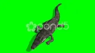 Crocodile Alligator Walks - Green Screen