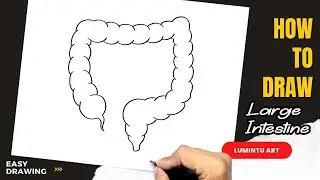 How to draw Large Intestine - Easy Large Intestine Drawing