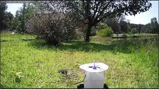 Bird bath Bird feeder LIVE!