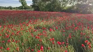 Beautiful Dance of Red Flowers in Wind