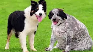 15 Fattest Animals In The World! 2021