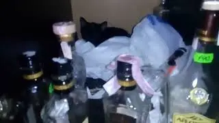 бармен БУЛЯ