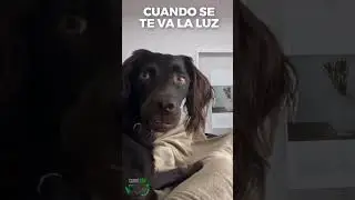 Cuando TAS en la chamba y se va a luz. #animales #curiosidades #gracioso #memes