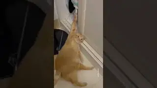 komik videolar