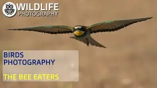 BIRDS PHOTOGRAPHY | Bee eaters | Behind the scene