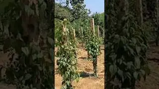 Tanam Cabe Jamu di Lahan Terbuka | Ternyata Hasilnya .... #cabejamu #cabejawa #petanimilenial