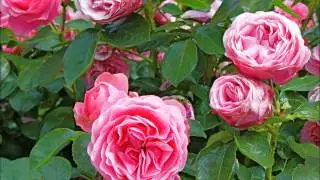 Johann Strauss Op.198 Alexandrine-Polka