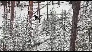 Собака курит. По следам лосей.