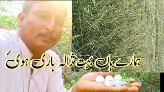 Hamare /gaon ma yala   bari ne gundum ko //tabha krdia😭😭😭