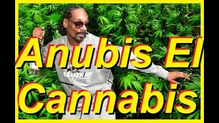 Cannabis El Anubis. Why the Dog Licks His Nuts.
