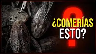 PEZ DIABLO O CARACHAMA El Superalimento Que No Conocías