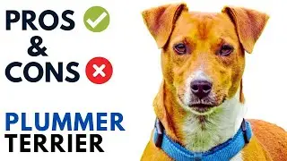Plummer Terrier Pros and Cons | Plummer Terrier Dog Advantages and Disadvantages