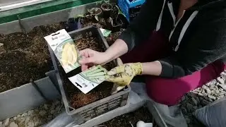 ПРОВЕРЕННЫЙ СПОСОБ ПОСАДКИ | РАННИЕ КАБАЧКИ С МАЯ ПО ОКТЯБРЬ