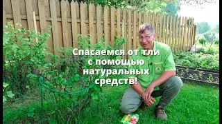 Спасаемся от тли с помощью натуральных средств