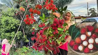 SANGAT BANYAK RAMBUTAN MANIS SAMPAI TAK HABIS MAKAN…