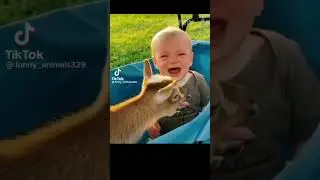Funny Tiktok Pet Animal Videos - try not to laugh