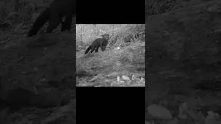 Do you know this animal? Best Trail Cam Clips 2023