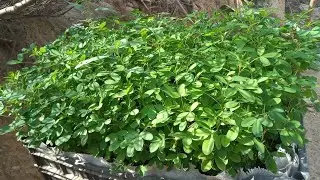 How to germinate chipile seeds in a pot