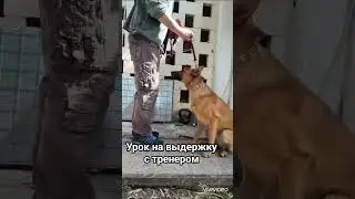 🐶😽 Джеки и Барсик #silvervlog #рекомендация #приколысживотными #собачки  #тренировкидлясобак#shorts